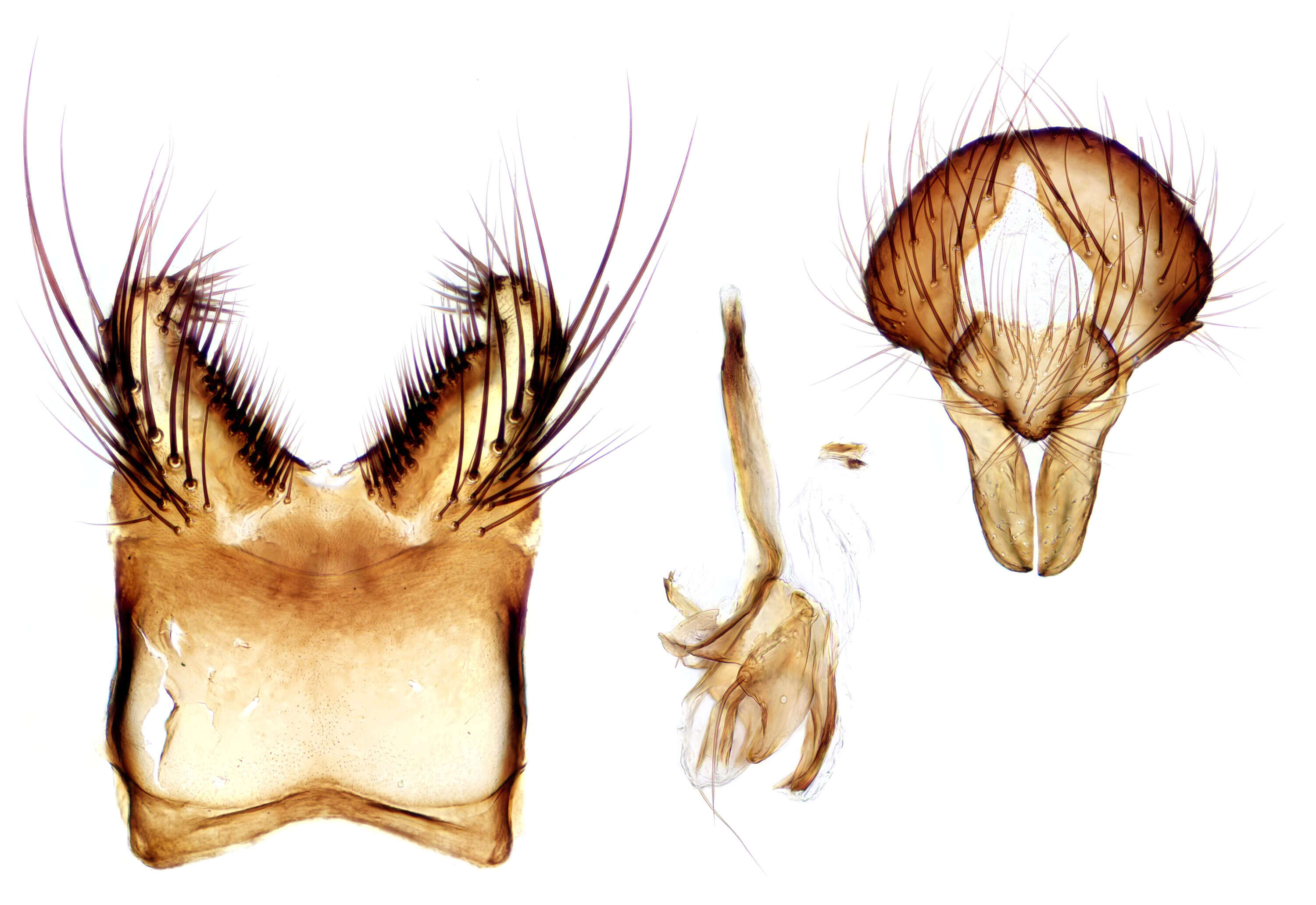 Image of root-maggot flies