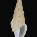 Image of Clathrodrillia tryoni (Dall 1889)