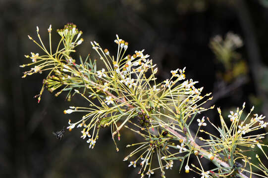 Image of Grevillea hortiorum