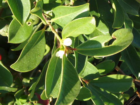 Image of Psidium cattleyanum