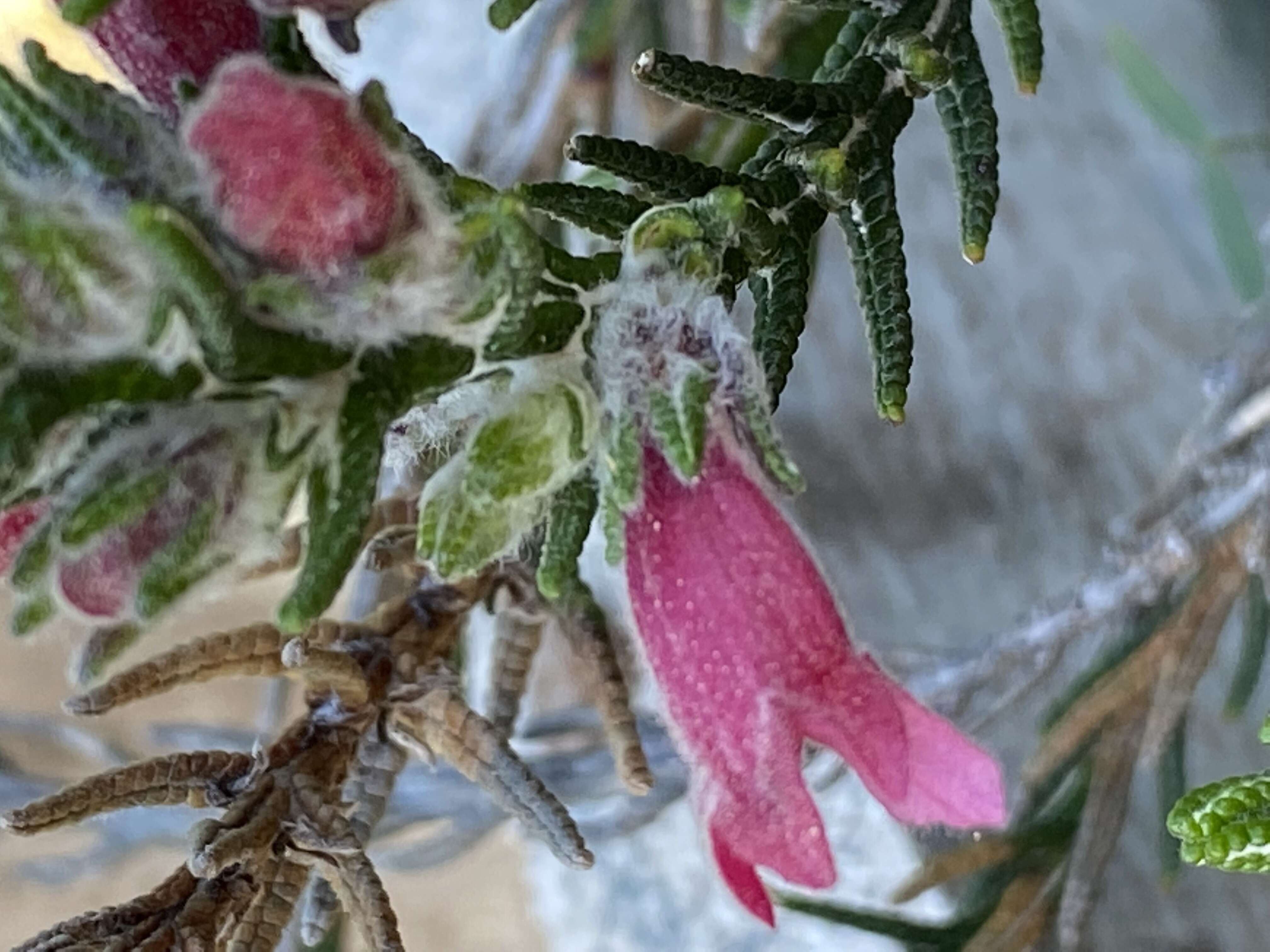 Image of Chloanthes coccinea Bartl.