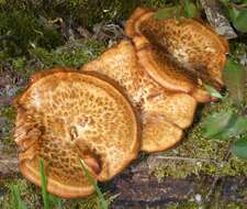 Image of Polyporus tuberaster (Jacq. ex Pers.) Fr. 1821