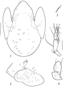 Image of Allogalumna