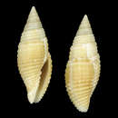 Image of Pseudonebularia willani (Poppe, Tagaro & R. Salisbury 2009)