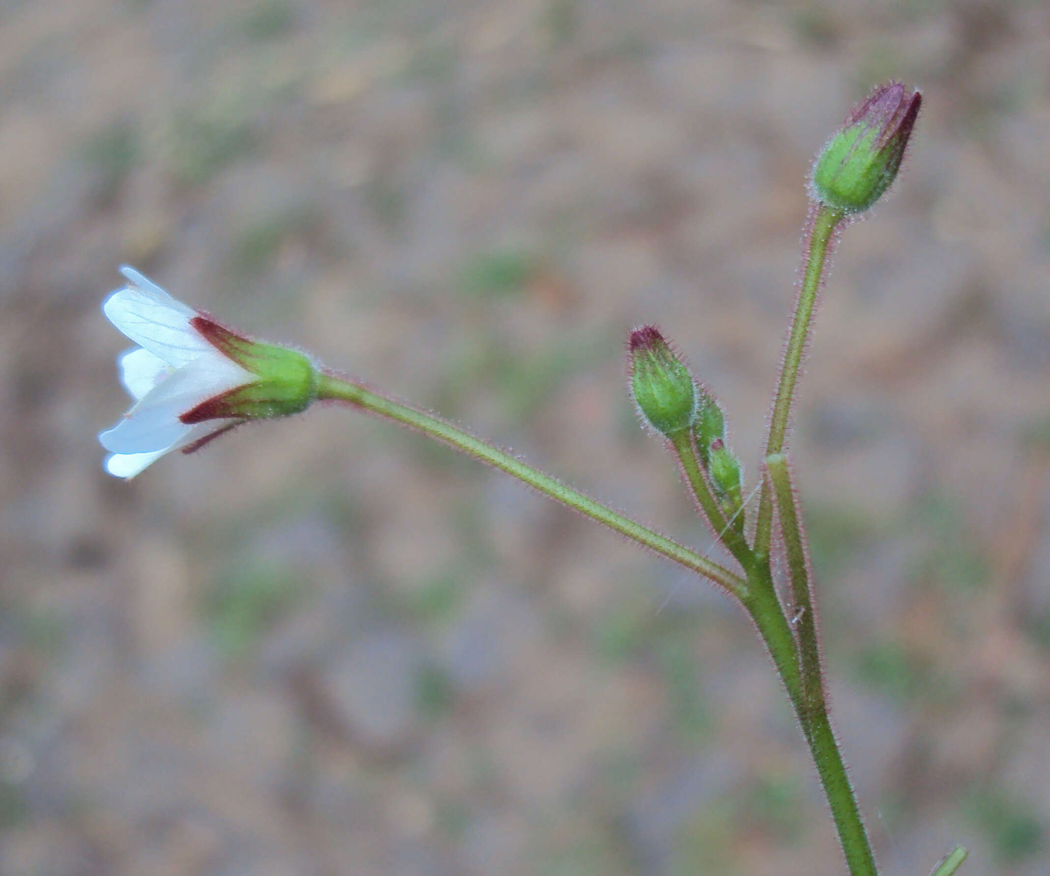 Image of Hibiscus lobatus (Murray) Kuntze