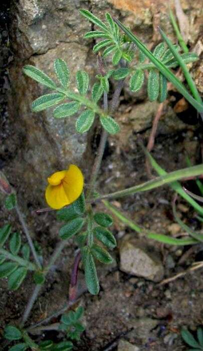 Image of strigose bird's-foot trefoil