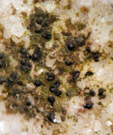 Image of wart lichen