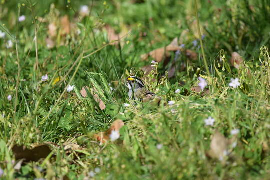 Image of White-throated Sparrow