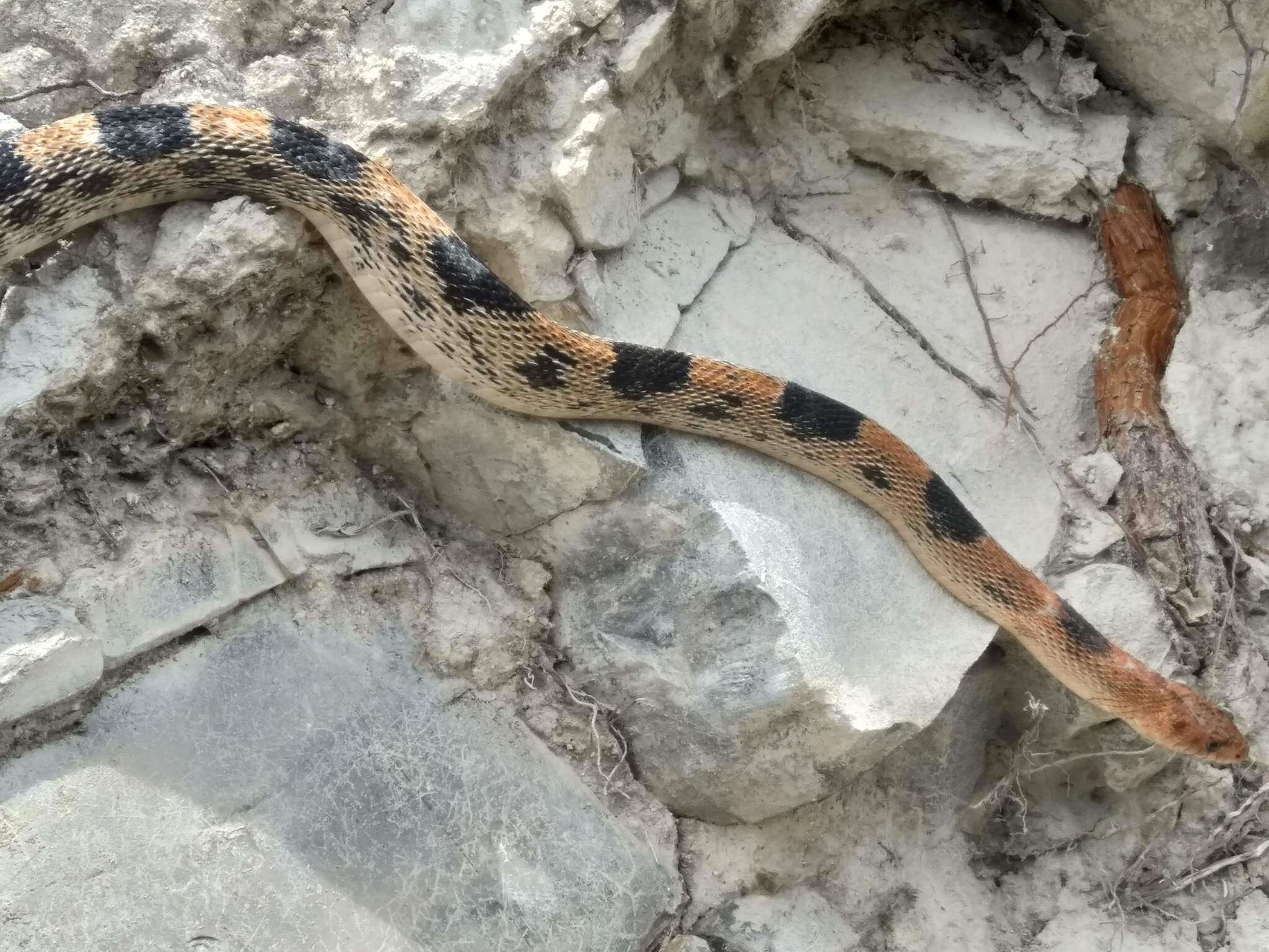 Image of Mexican Bullsnake