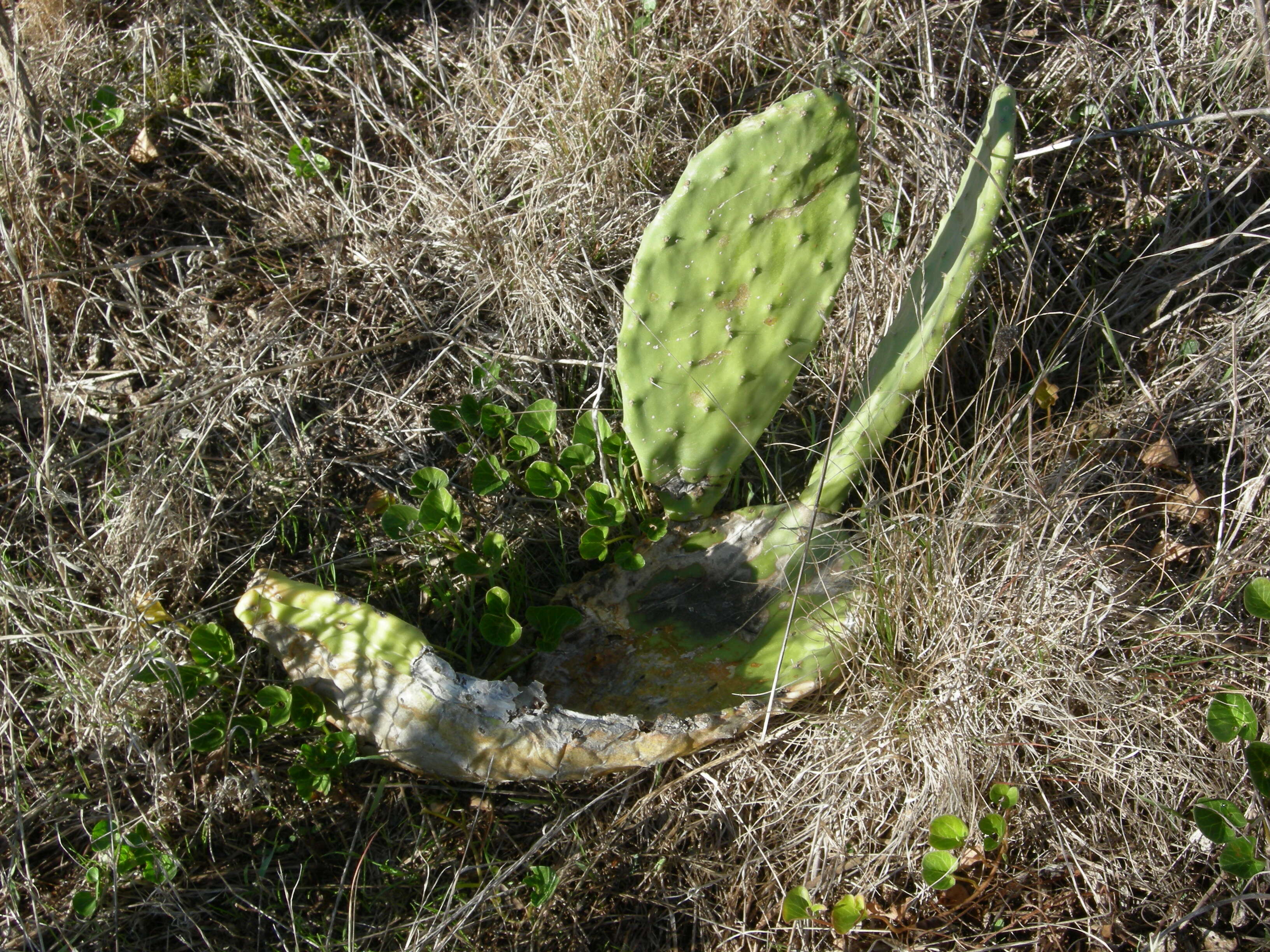 Image of Common Pricklypear