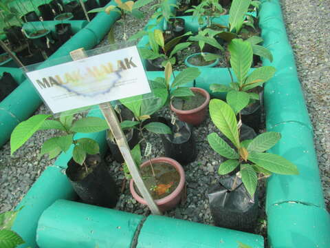 Palaquium philippense (Perr.) C. B. Rob. resmi