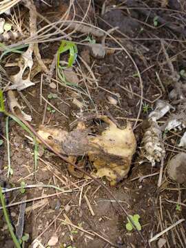 Image of smoky pocket gopher