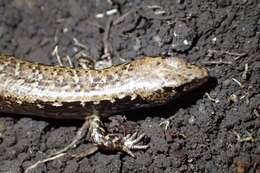 Image of Mokohinau skink