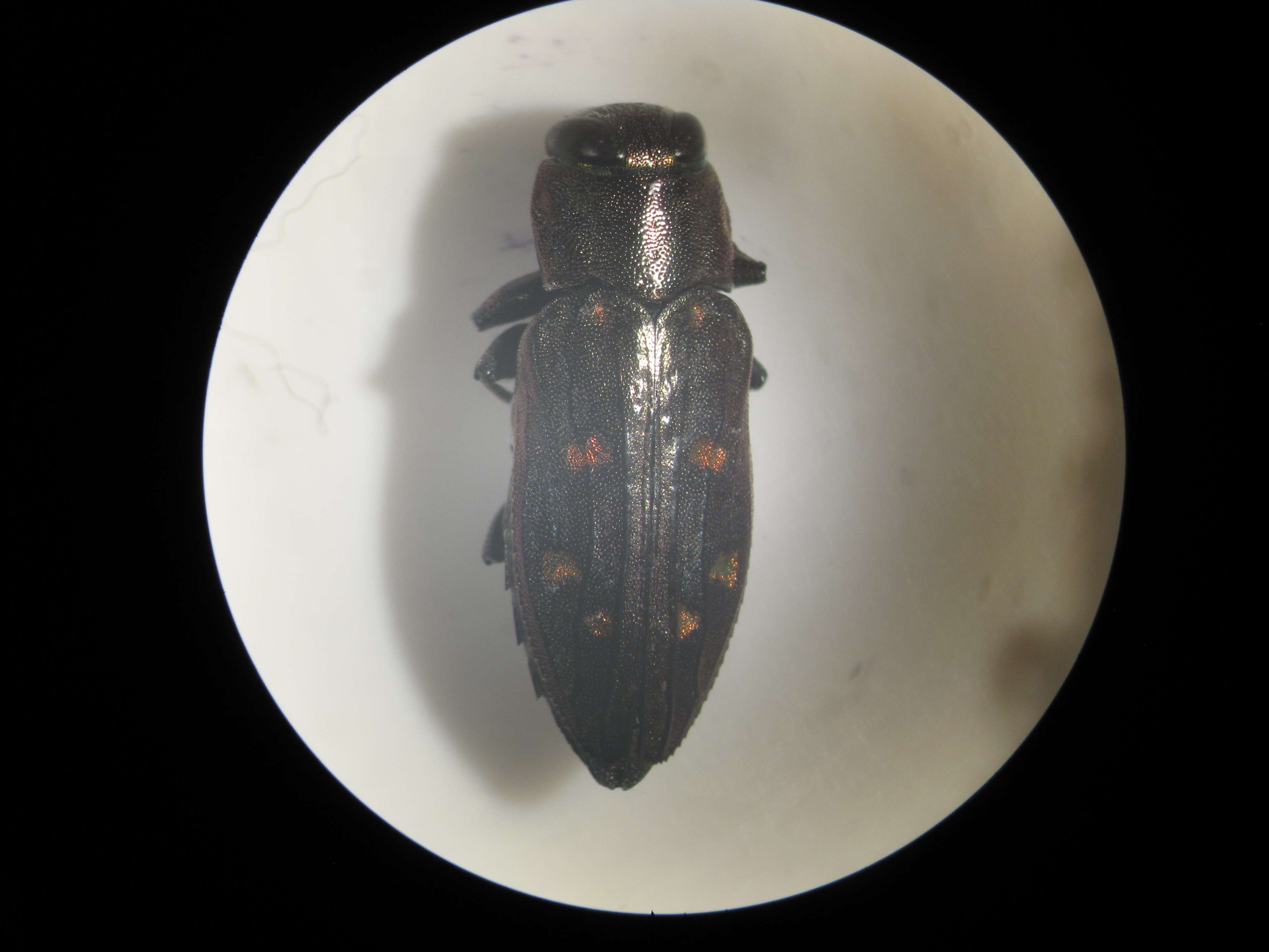 Image of Jewel beetle