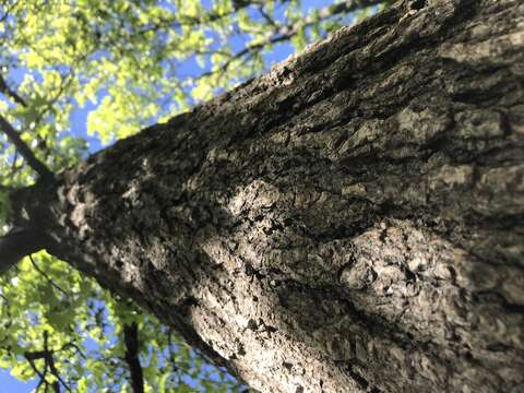 Image of Sweetgum