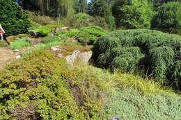 Image of Pimelea prostrata (J. R. & G. Forst.) Willd.