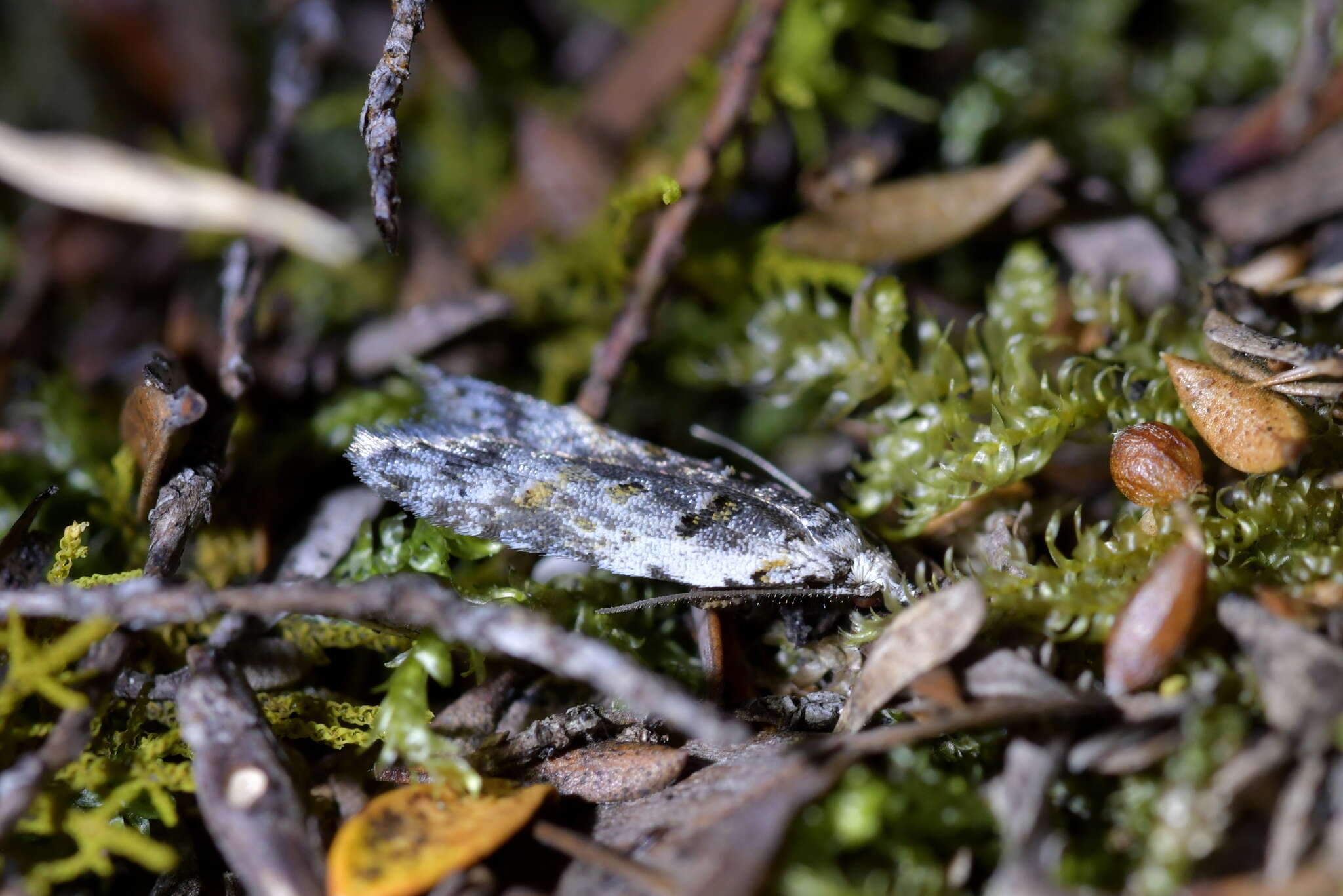 Imagem de Heterocrossa contactella