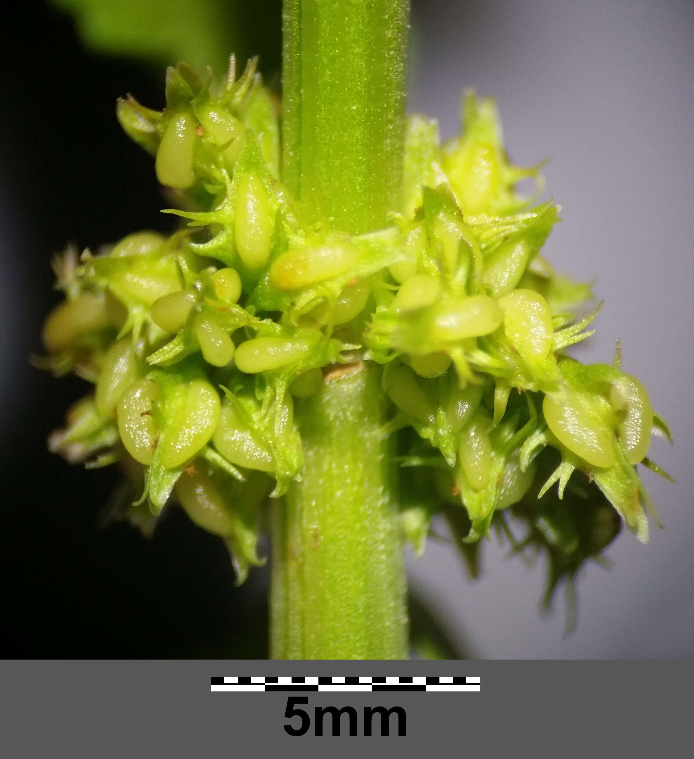 Rumex palustris Sm. resmi