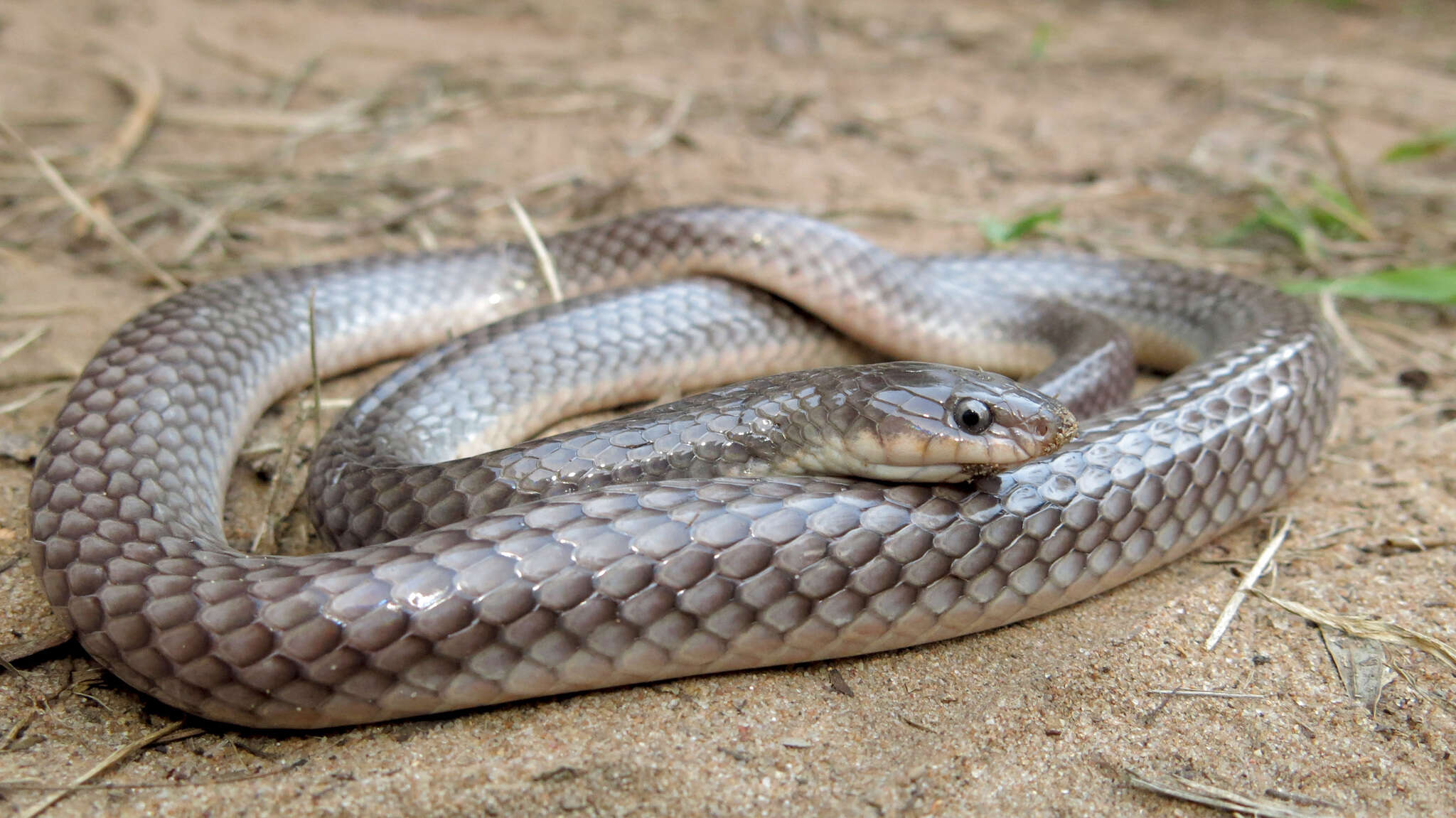 Image of Sundevall's garter snake