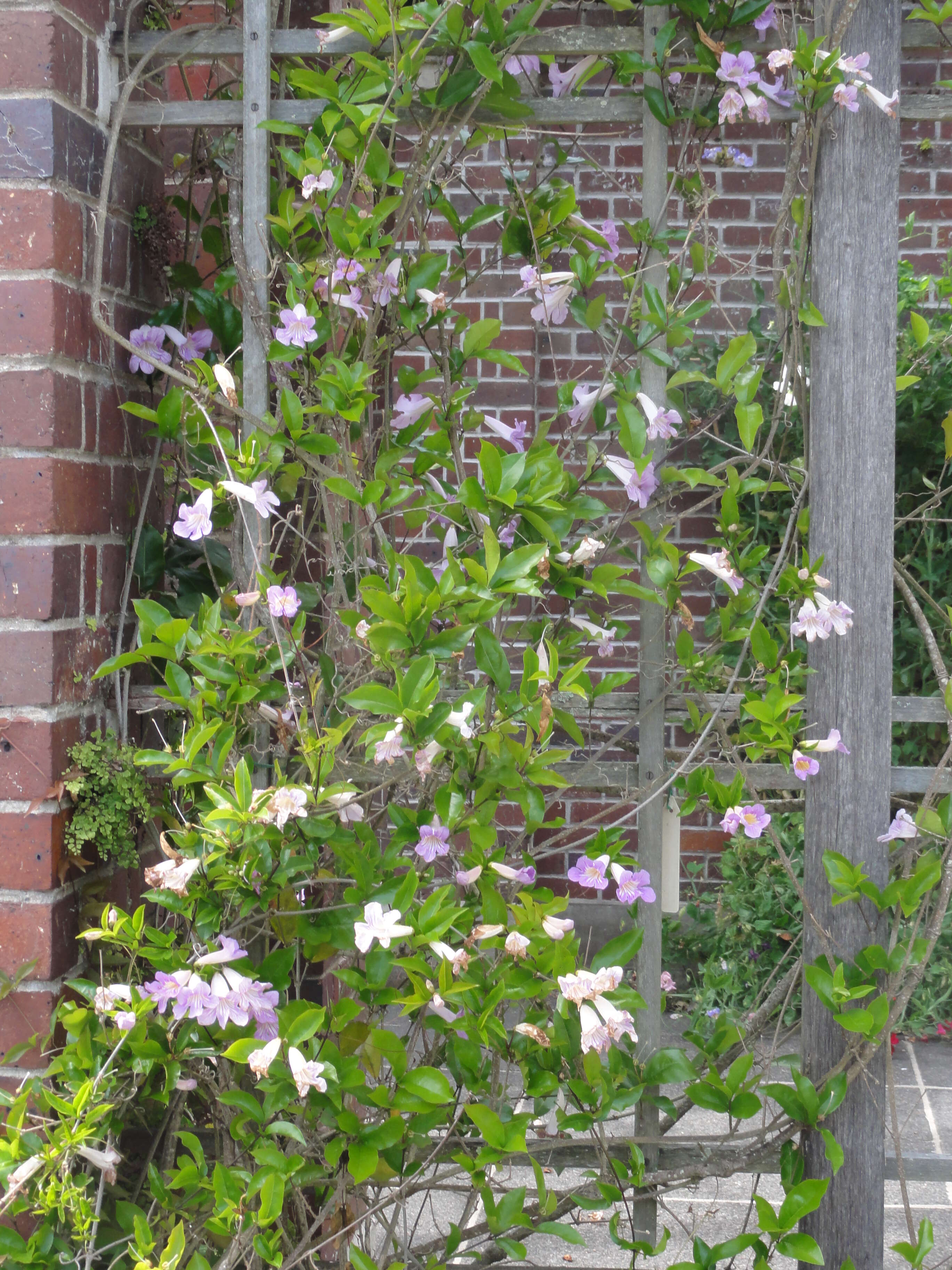 Image of Mauve bignonia