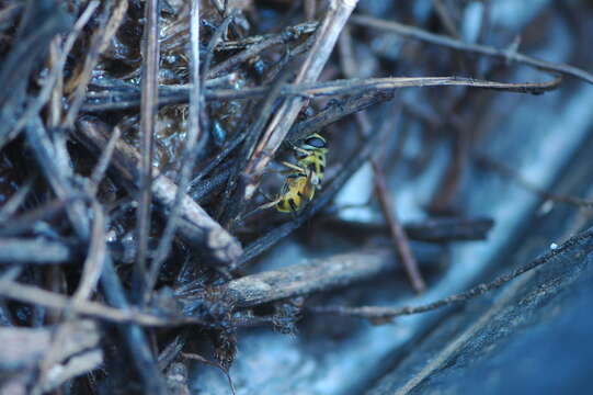 Image of Myathropa florea