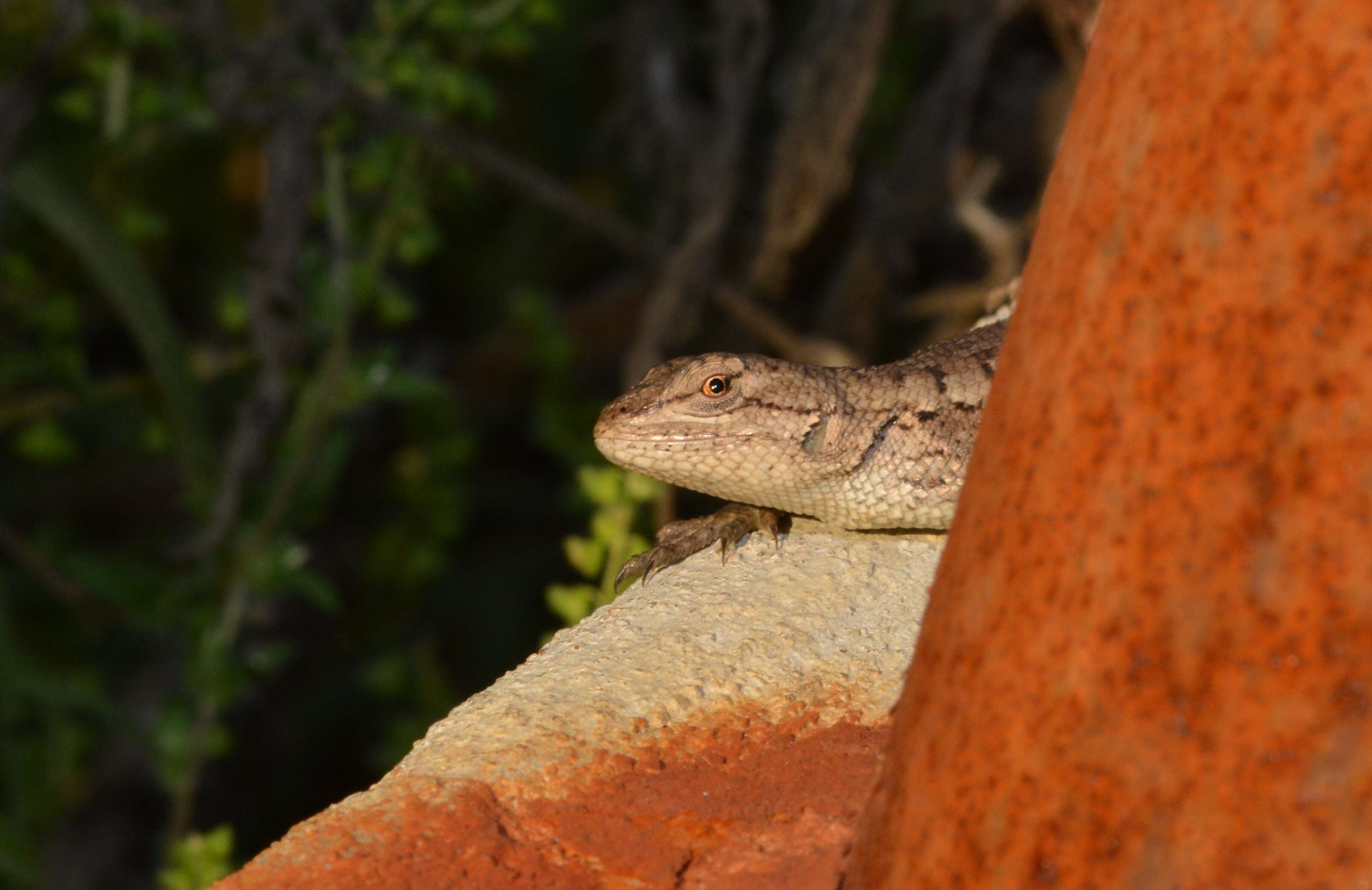 Image of Southern Prairie Lizard