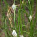 Image of Allium sikkimense Baker