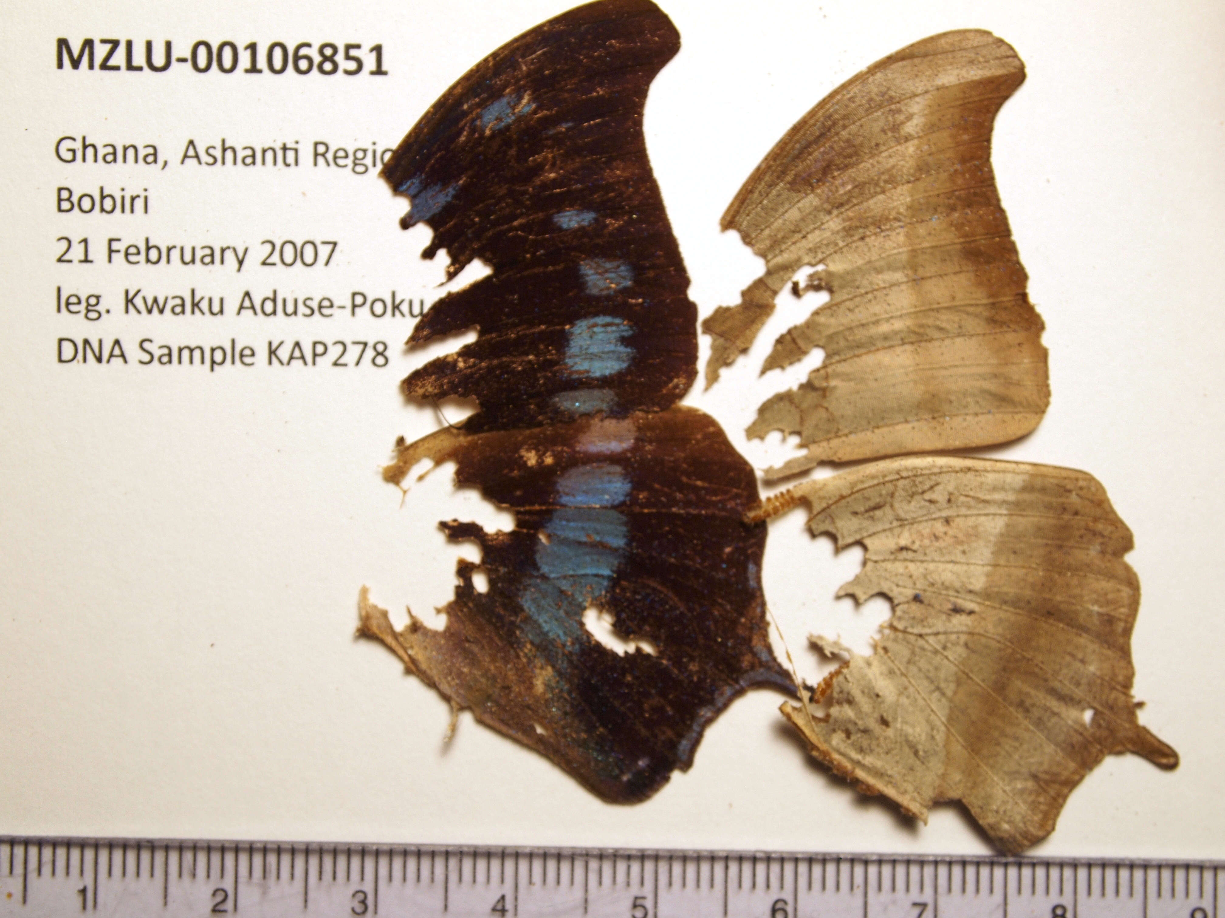 Charaxes mycerina Godart 1824的圖片