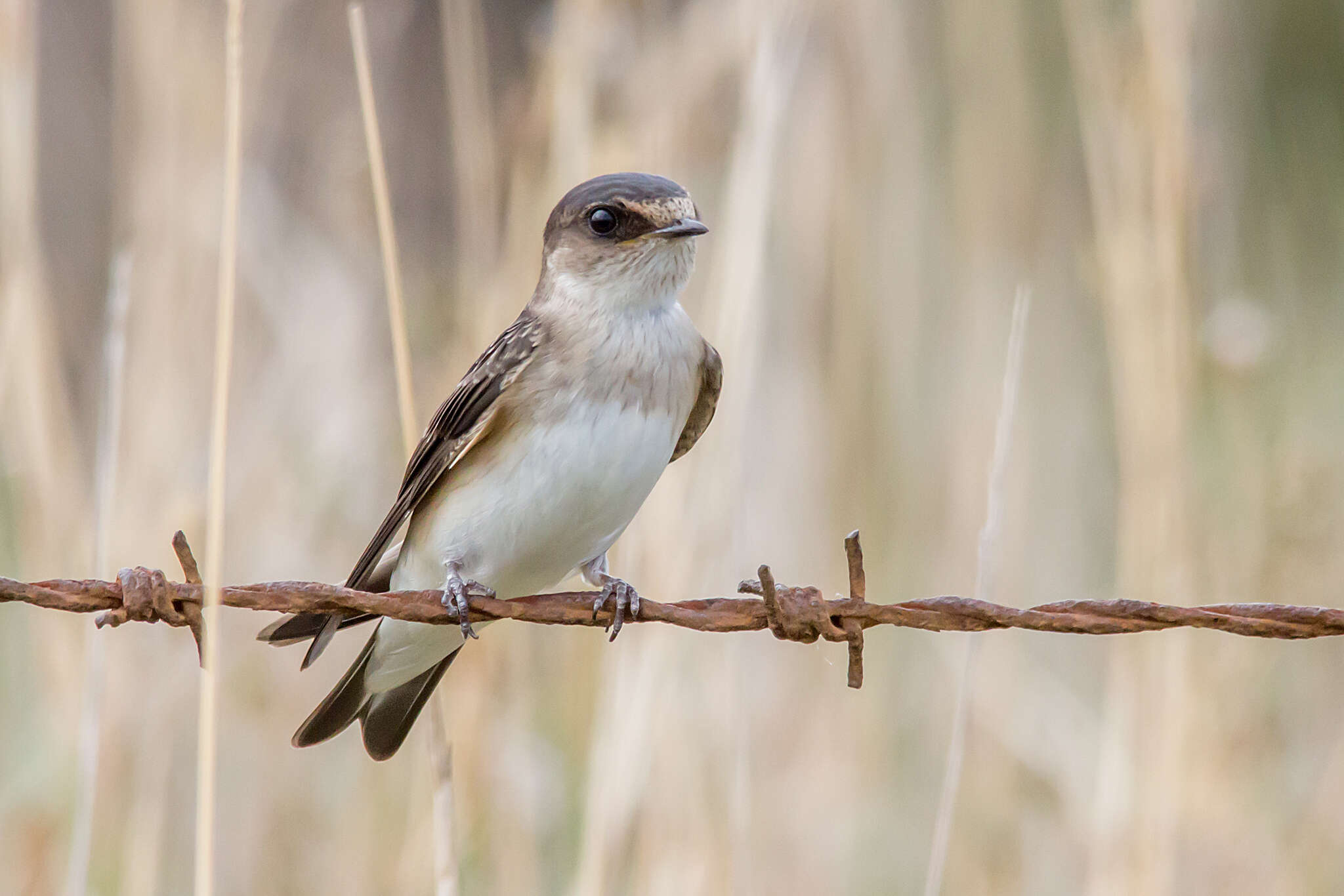 Petrochelidon nigricans (Vieillot 1817) resmi