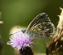 Image of Plebejus idas