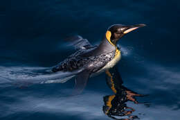 Image of King Penguin