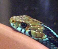 Image of San Francisco garter snake