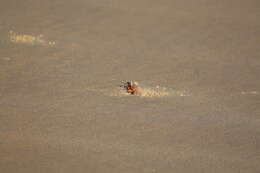 Image of red ghost crab