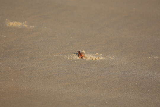 Image of red ghost crab