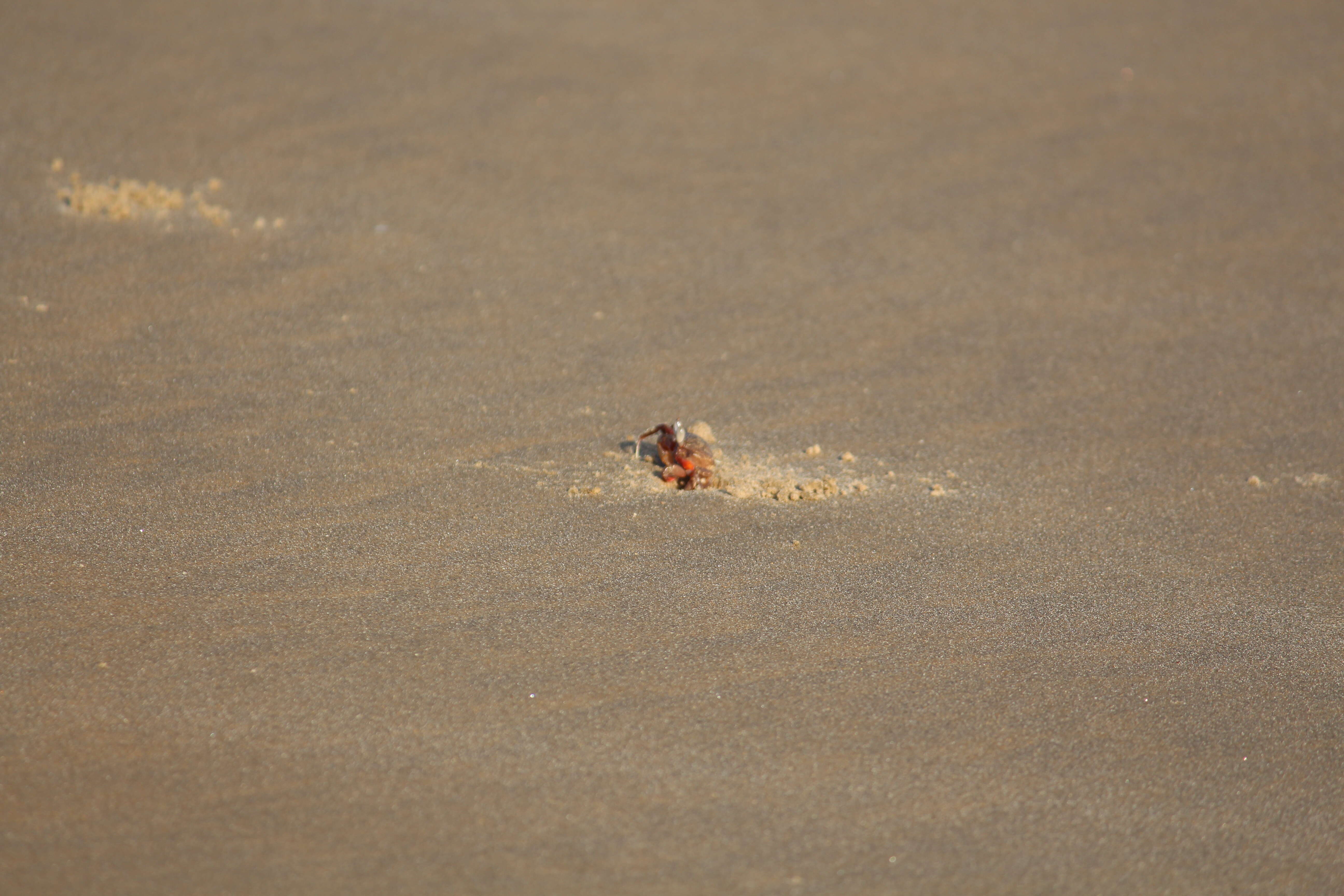 Image of red ghost crab