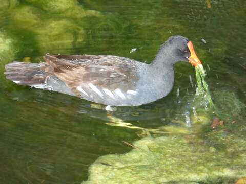 Image of Common Gallinule