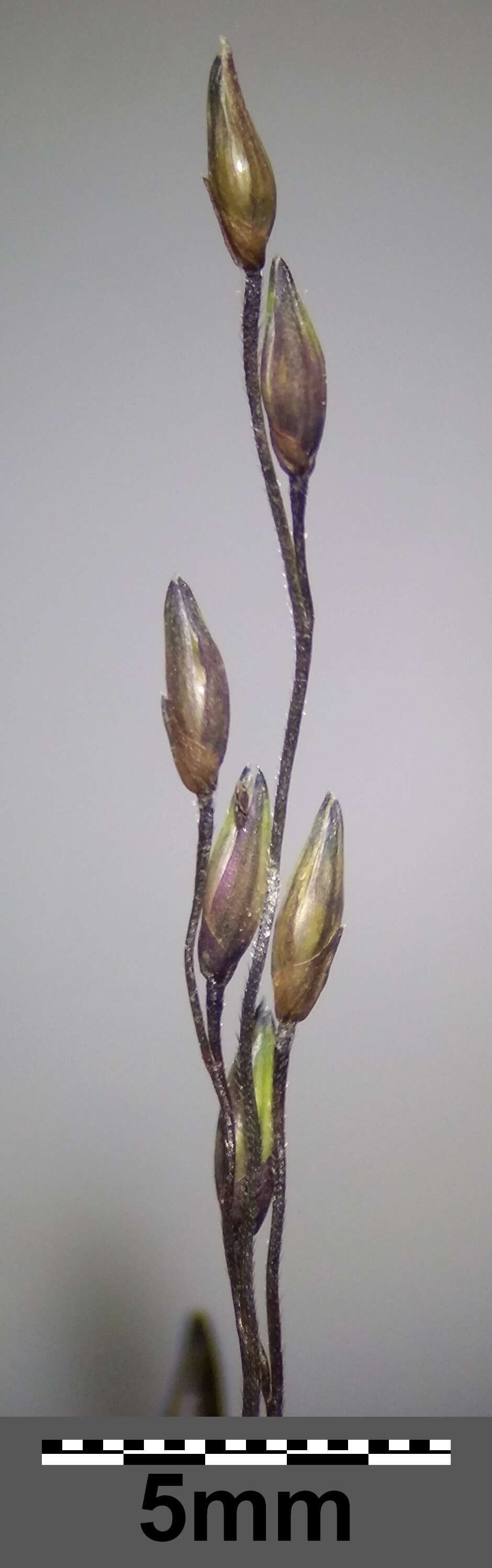 Imagem de Panicum capillare L.