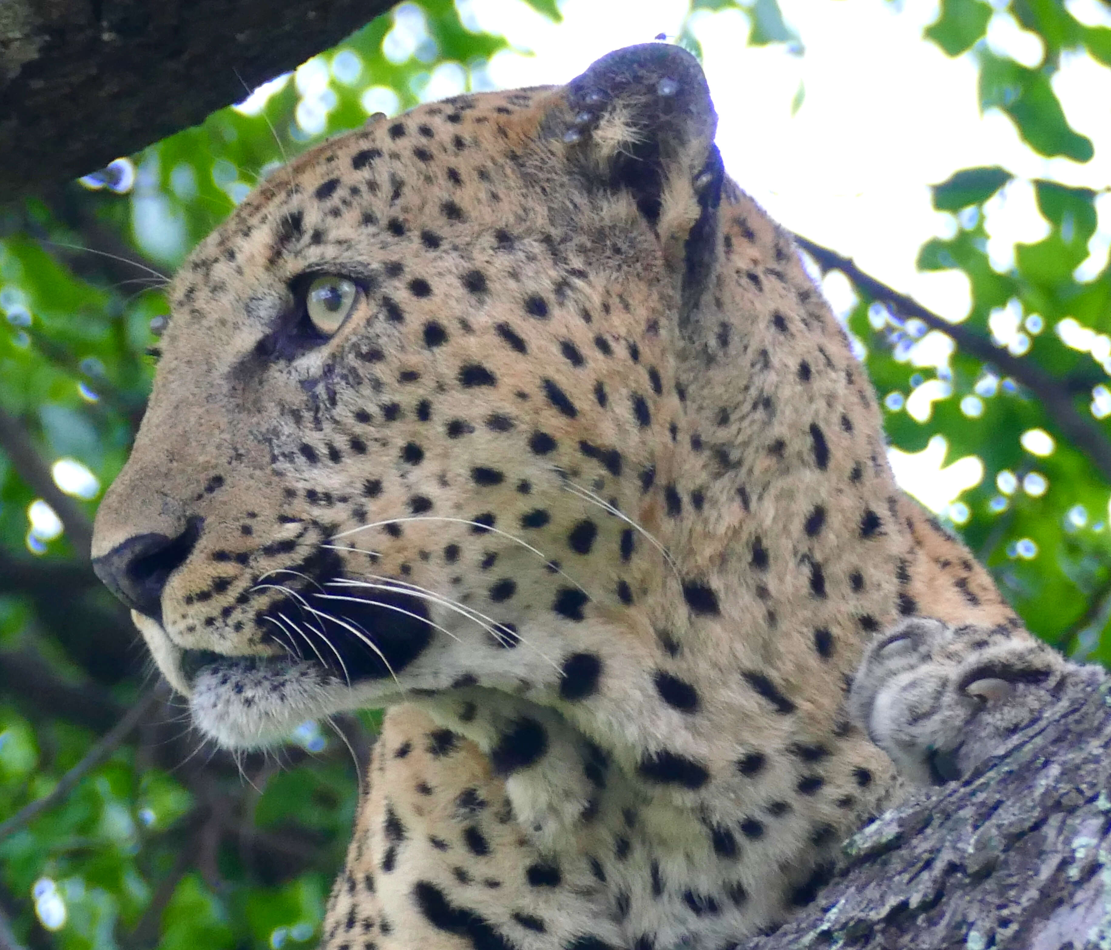 Image of Leopard