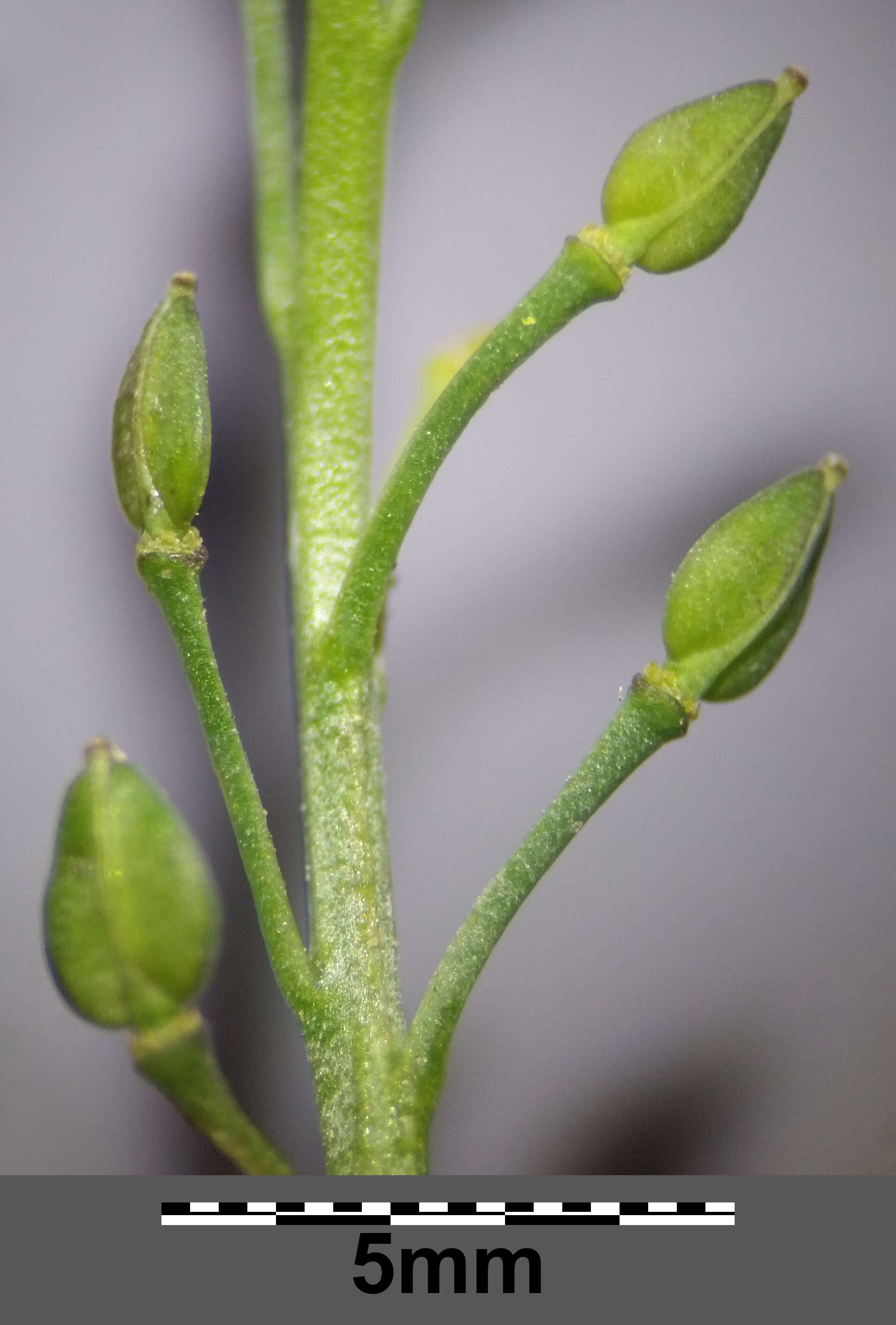 Sivun Lepidium graminifolium L. kuva