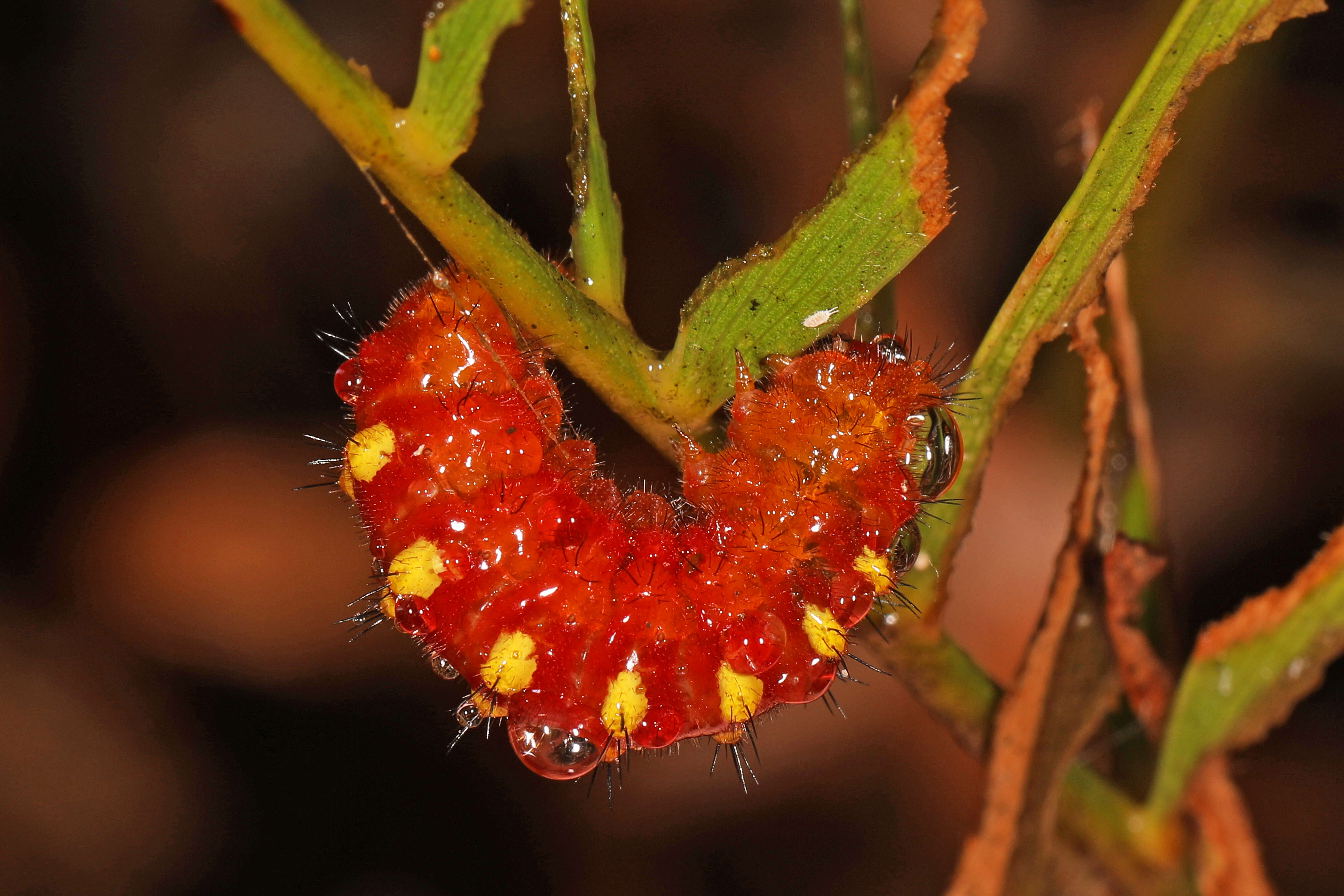 Слика од Eumaeus atala (Poey 1832)