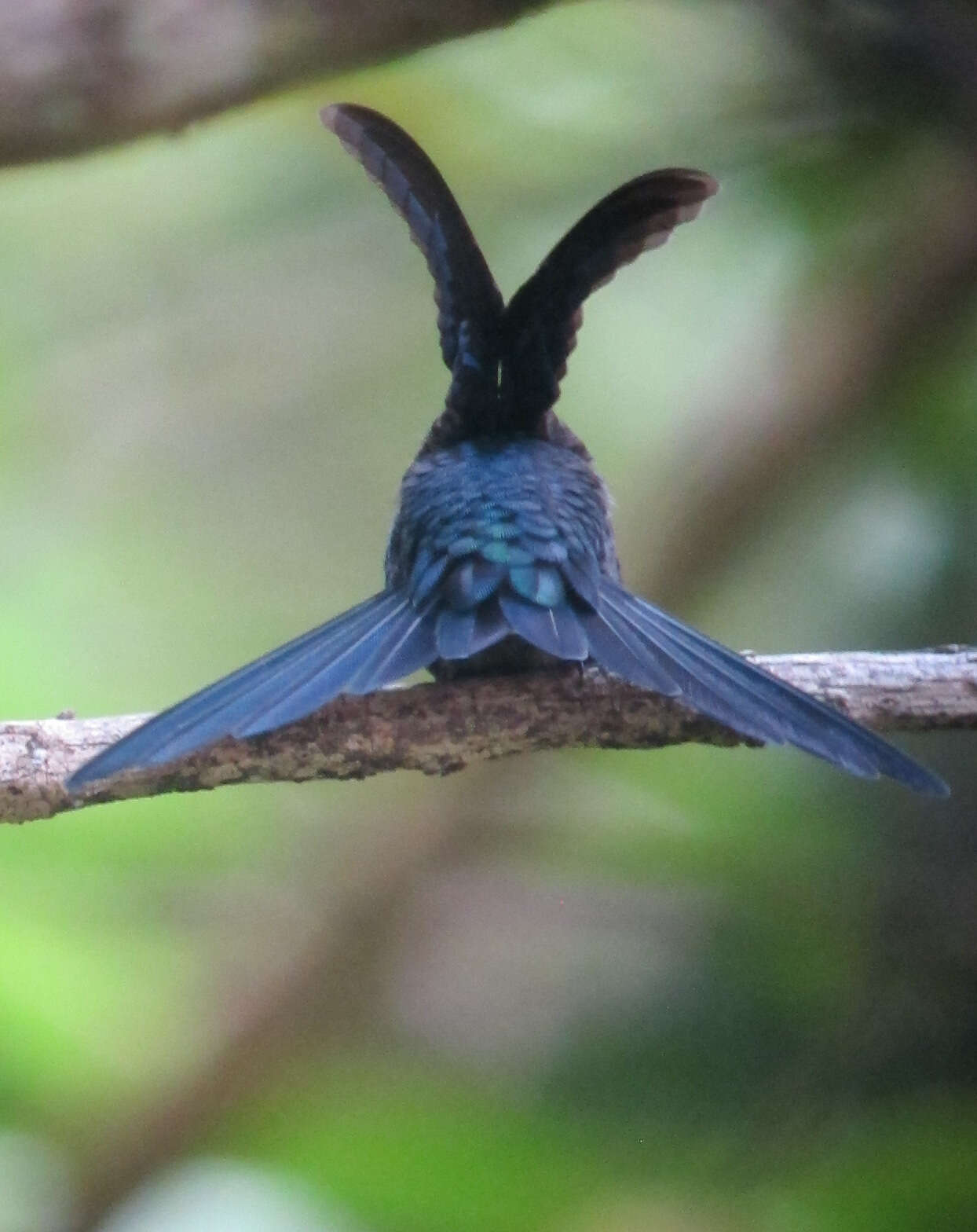 Image of Crowned Woodnymph