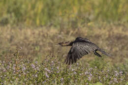 Image of Pygmy Cormorant