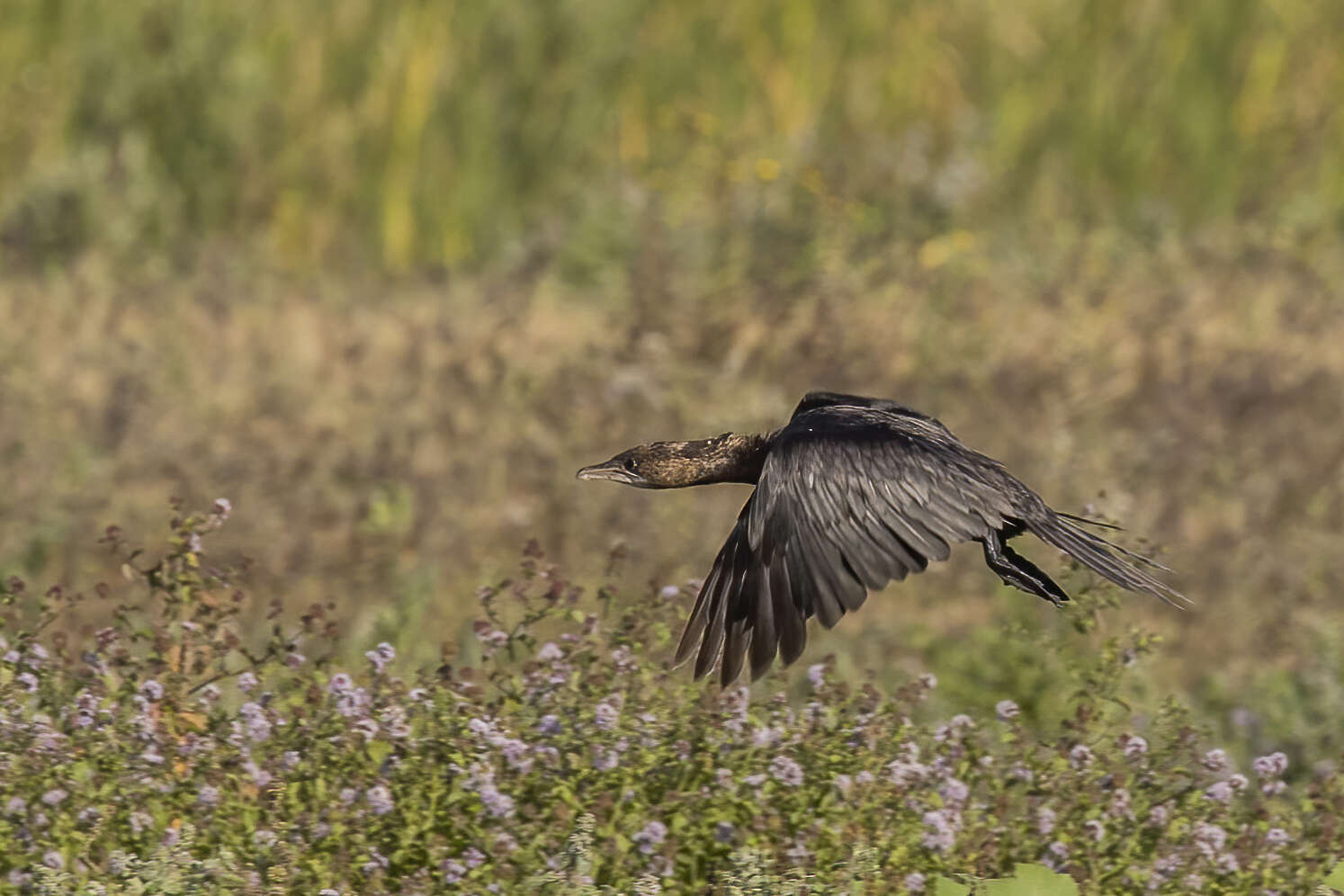 Image of Pygmy Cormorant