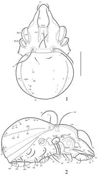 Image of Ctenobelbidae