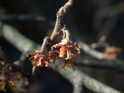 Image of Ozark Witch-Hazel