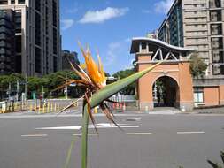 Image of Bird of paradise plant