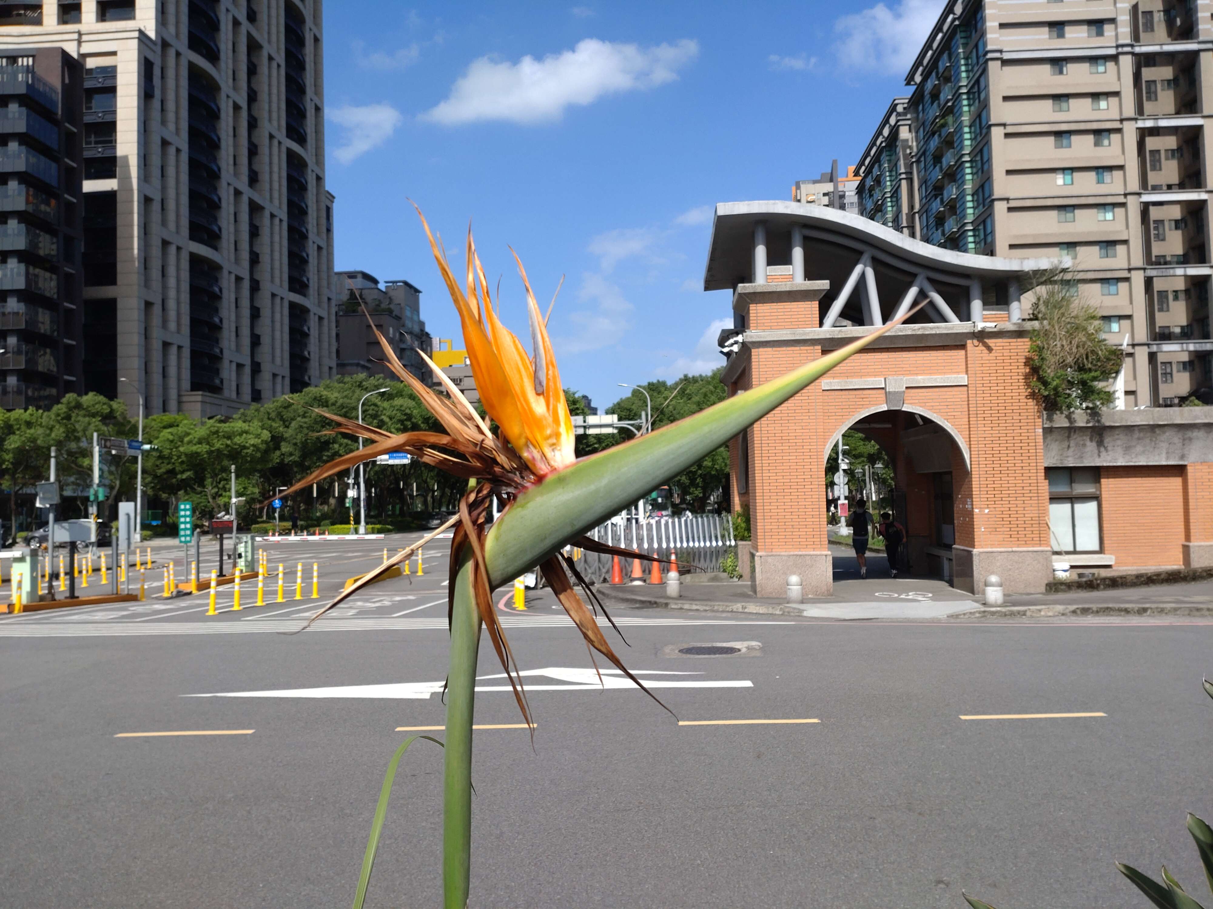 Image of Bird of paradise plant