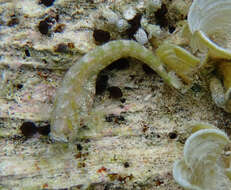 Image of Patzner&#39;s blenny