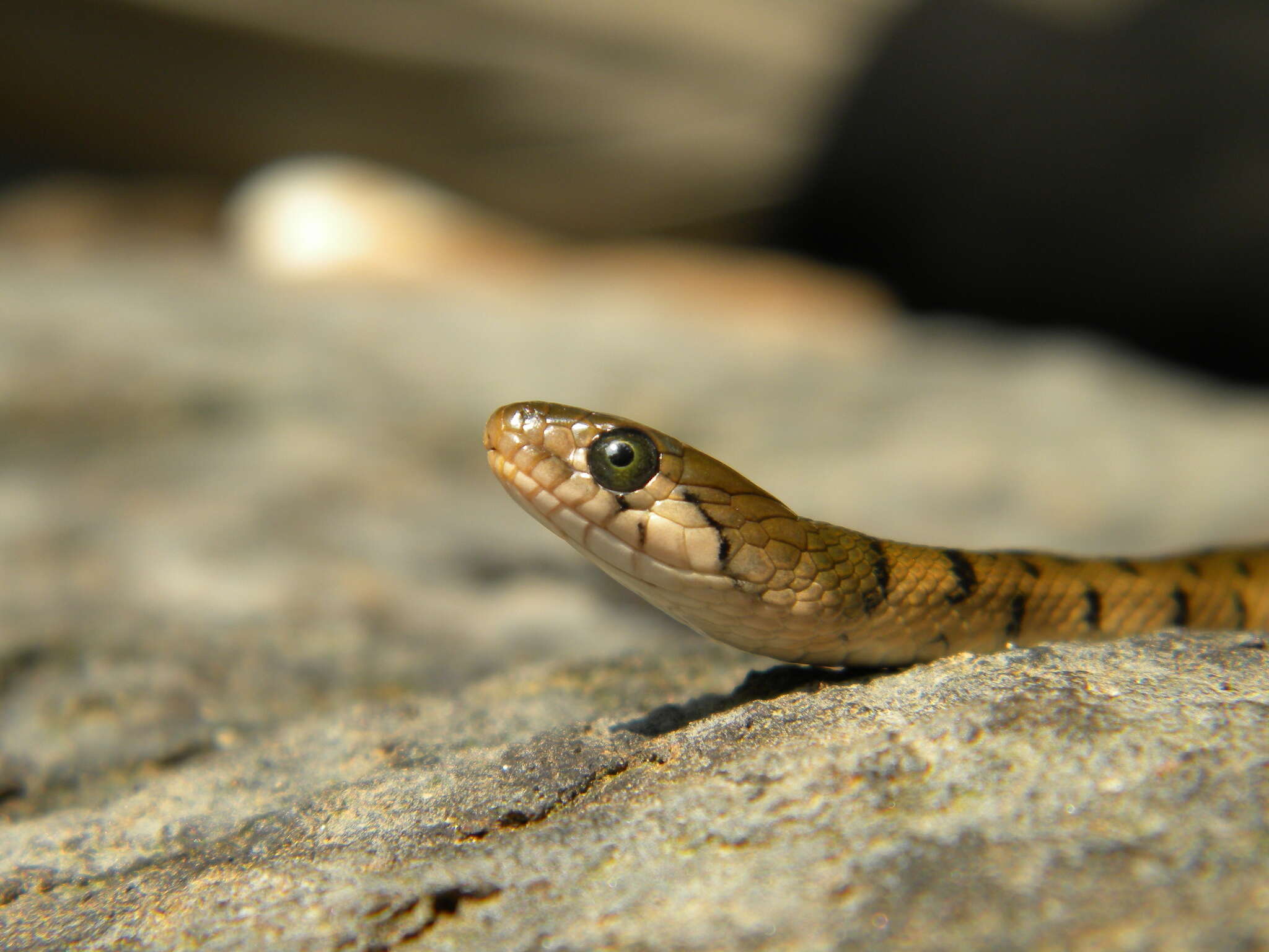 Image of Checkered Keelback Snake