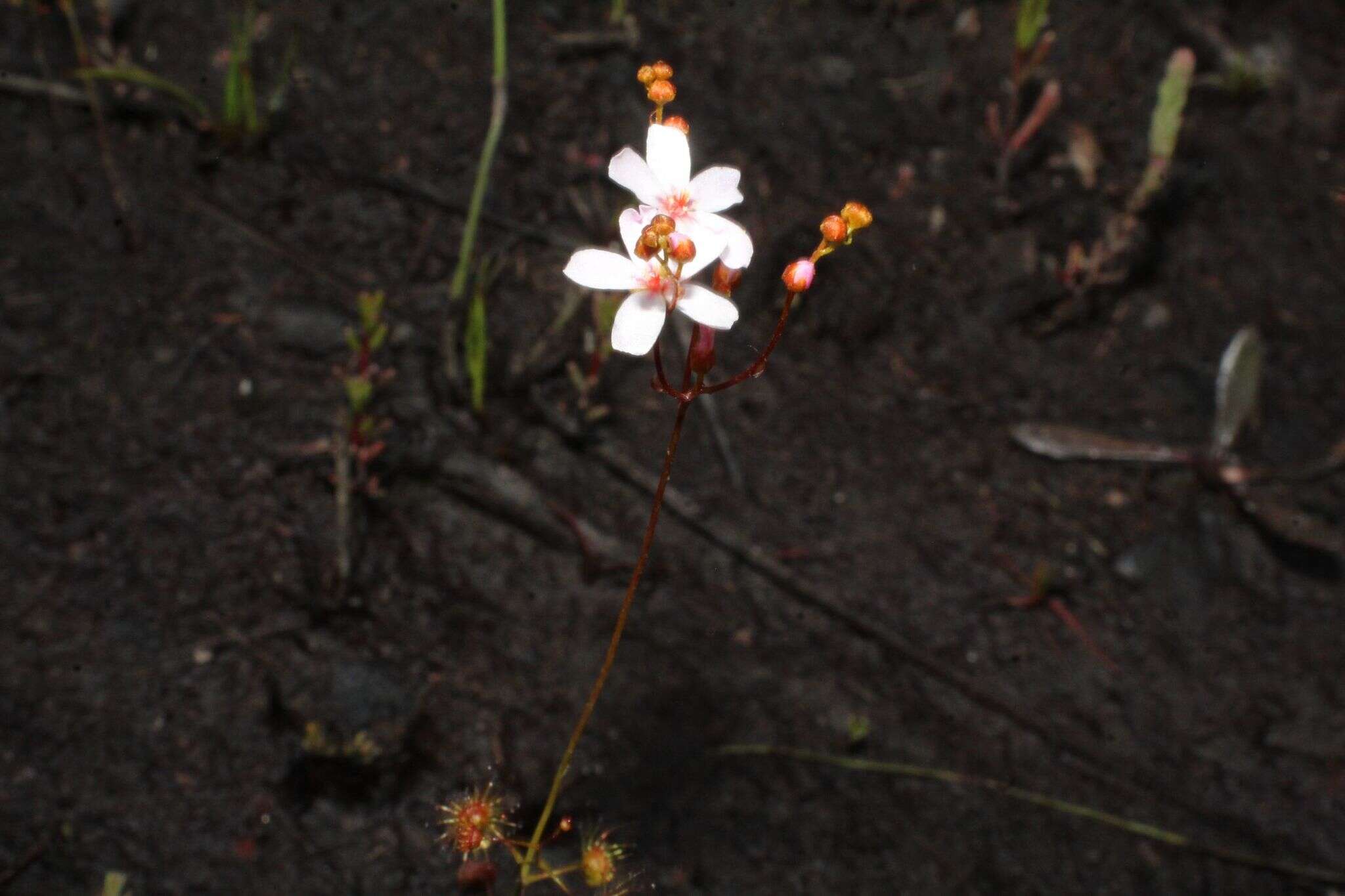 Image of Drosera myriantha Planch.